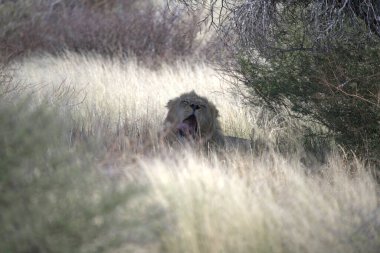 Kenya savanındaki aslan