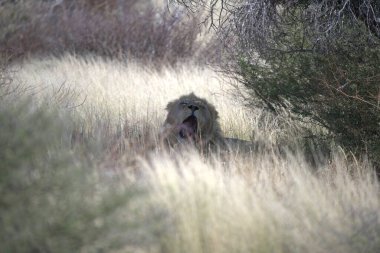 Ormandaki sevimli bir kedinin yakın plan fotoğrafı.