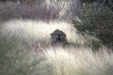 Kenya savanındaki aslan