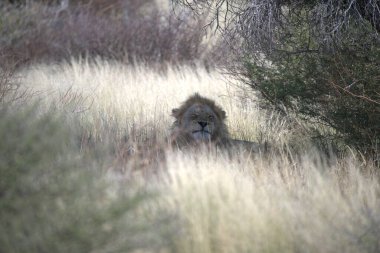 Afrika 'daki Kruger Park' taki aslan.