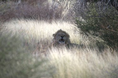 Ormanda bir erkek aslan. Aslan, Panthera Leo 'dur. panthera leo