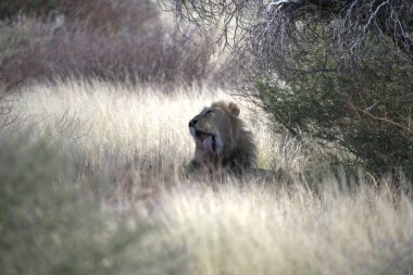 Kenya savanındaki aslan