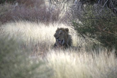 Afrika 'nın doğasında aslan