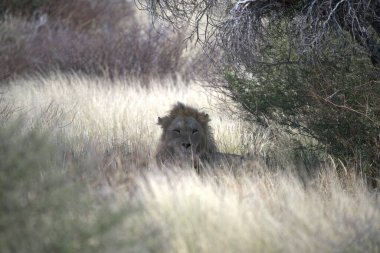 Güney Afrika 'daki Kruger Ulusal Parkı' nda aslan var.