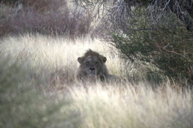 Kenya savanındaki aslan