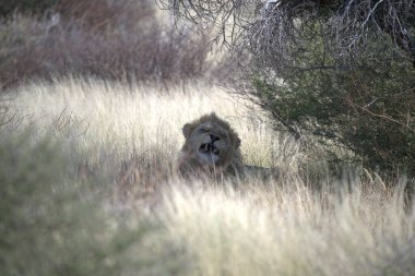 Afrika 'nın savanındaki aslan kuzeydeki vahşi doğada.