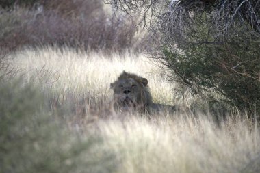 Namibya bozkırında aslanlar