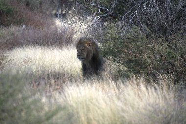 İspanya 'daki ormanda bir erkek aslanın yakın plan fotoğrafı.
