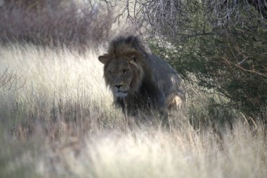 Erkek aslan parkta yürüyor.