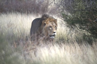 Güney Afrika 'daki Kruger Ulusal Parkı' nda aslan var.