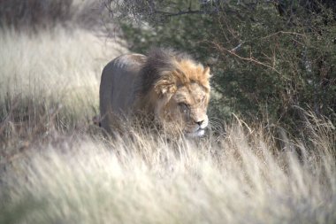Güney Afrika 'daki Kruger Ulusal Parkı' nda aslan var.