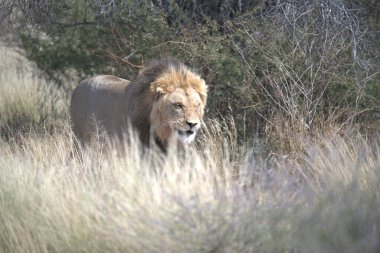 Kenya savanındaki aslan