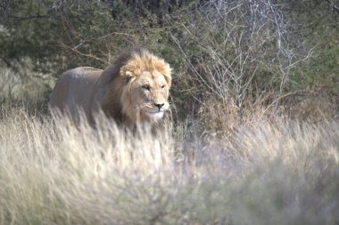 Afrika 'nın bozkırındaki aslan