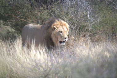 Afrika 'da savanda yürüyen bir aslan.