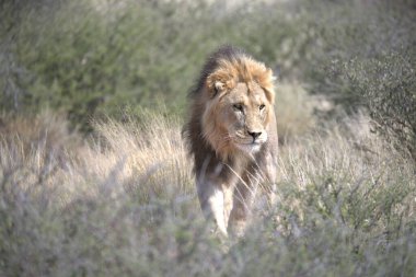 Aslan vahşi, panthera leo