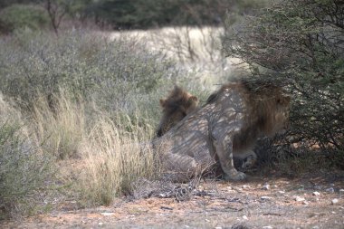 Afrika 'da aslan panthera leo