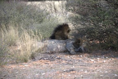 Afrika Vahşi Yaşam Hayvanı Kruger Ulusal Parkı, Güney Afrika