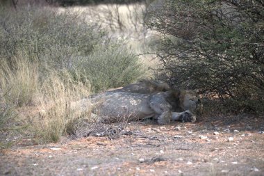 Ormandaki yaban domuzu