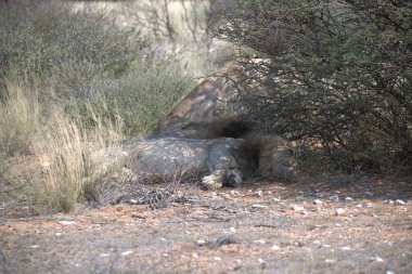 Parktaki güzel bir Afrika filinin yakın plan fotoğrafı.