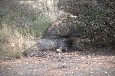 Namibya 'daki vahşi Afrika fili