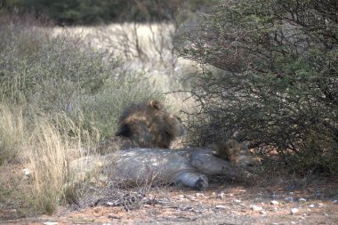 Büyük vahşi aslan ormanda yürüyor.