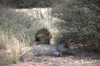 Ormandaki vahşi hayvanlar