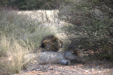 Güney Afrika 'daki Kruger Ulusal Parkı' ndaki aslanlar.