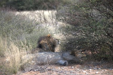 Ormanda yaban domuzu