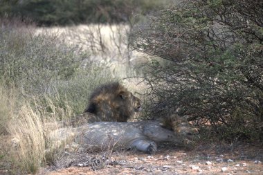 Kenya savanındaki aslan