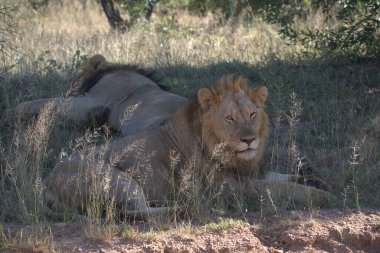 Kenya 'nın ulusal parkındaki aslan vahşi doğada