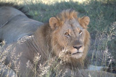 Afrika 'daki Namibya aslanı