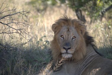 Güney Afrika 'daki Kruger Ulusal Parkı' nda aslan adam.