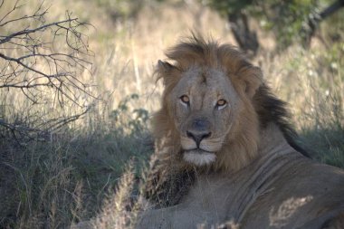 Afrika 'nın bozkırındaki aslan
