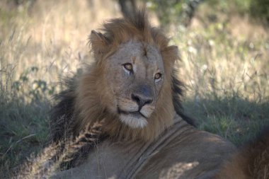 Savanadaki bir aslanın portresi