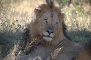 Erkek aslanın çimenlikteki yakın çekimi.