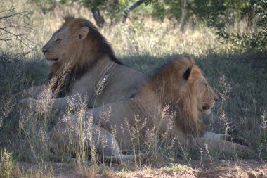 Kenya savanındaki aslan