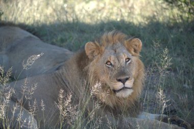 # Güzel bir aslan bozkırda #