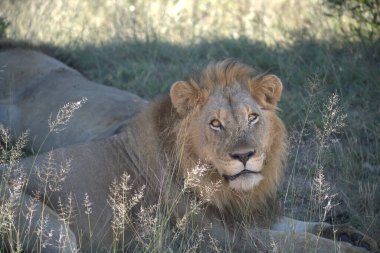 Parkta bir erkek aslan.