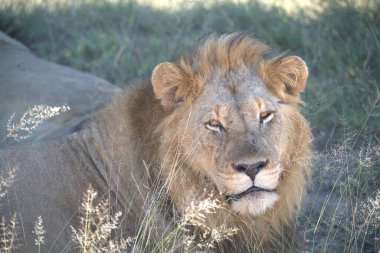 Erkek aslan çimlerde