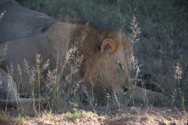 Güney Afrika 'daki Kruger Ulusal Parkı' nda Aslan