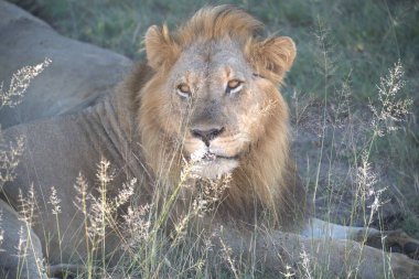 Vahşi aslan.