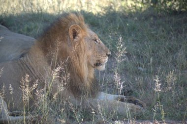Vahşi aslan, hayvan.