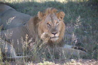 Kenya savanındaki aslan