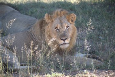 Savannah erkek aslan