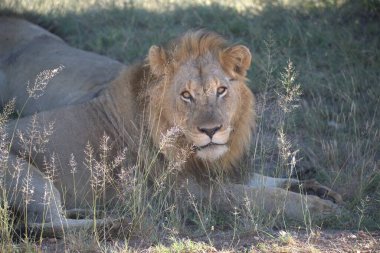 Kruger Park 'taki aslan.