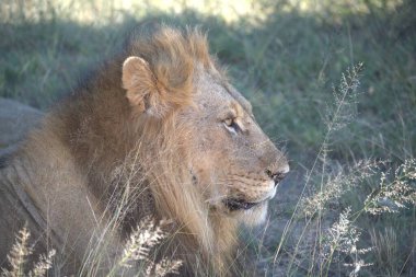 Savannah erkek aslan