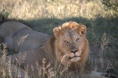 a male lion in the grass in the kruger national park.