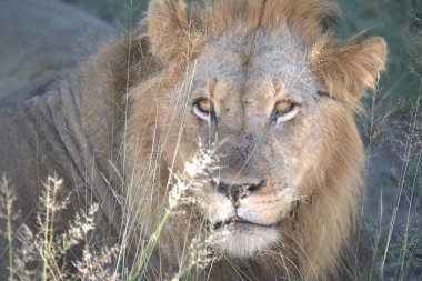 Kenya savanındaki aslan