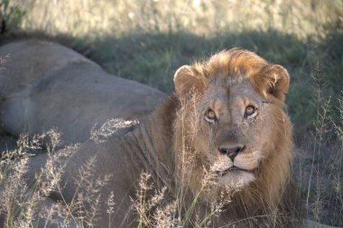 Erkek aslan Chobe Ulusal Parkı 'ndaki çimlerde dinleniyor, Botswana, Afrika