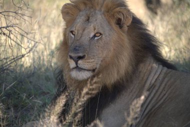 Afrika 'nın vahşi erkek aslanı